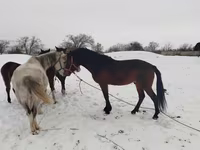Horse (M), Horses — photo 3