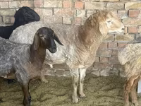 मेढ़ा, Arashan sheep — फ़ोटो 2
