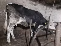 İnək, Qırmızı-ləkəli cins — foto 5