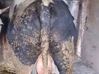 सांड, गोलस्टीन नस्ल — फ़ोटो 2