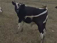 Cow, Red Polled Cow — photo 4