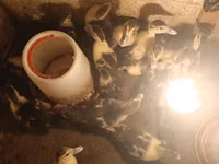 Ducks — الصورة 2