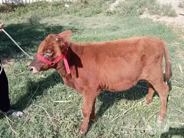 Buğa, Mal-qara