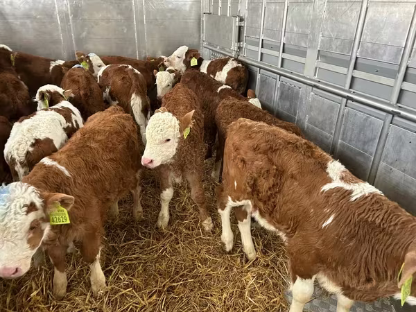Buğa, Simmental cattle