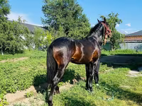 At, Swedish warmblood horse — foto 7