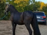 Kůň, Friesian — foto 4