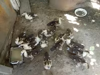 Domestic Muscovy — photo 1