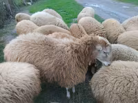 Sheep (batch, sex not specified), Sheep — photo 4