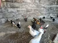 Japanese Bantam — photo 8