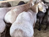 Sheep (batch, sex not specified), Arashan sheep — photo 3
