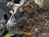 Chickens — photo 2