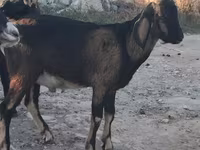 Keçi, Nubian Goat — foto 1