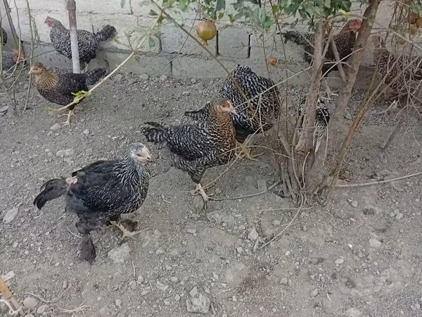 斯洛文尼亚横斑母鸡