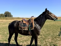 घोड़ा, Karachay horse — फ़ोटो 1