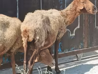 Sheep, Sheep — photo 3