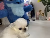 Məhsul: Pekines balaları - Yaş: 60 günlük - Cins: Pekines - Rənglər — foto 2