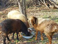 绵羊（批次，未指定性别）, Sheep — 照片 3