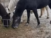 Cavalo, Lipizzaner — foto 5