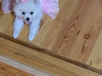 Mini spitz (Pomeranian) balası – ağ rəngli, uzun və yumşaq tüklü, qısa — 照片 1
