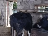 Bulle, Russian Black pied cattle — Foto 7