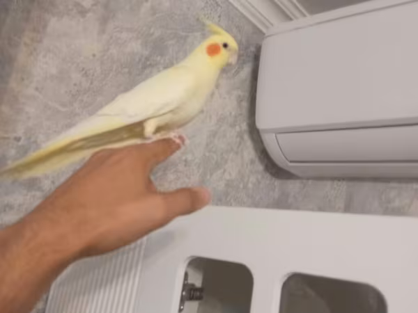 Dişi qızğın karella əl quşudu, tam sağlam aktiv quşdu. Real alıcı