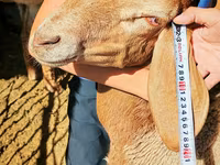 Qoç, Arashan sheep — foto 6