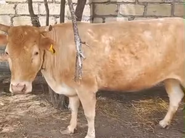 母牛, Simmental cattle — 阿塞拜疆