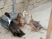 Ducks — photo 3