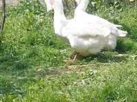 Geese — الصورة 2