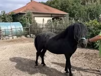 At, Welsh Cob — foto 1
