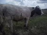 ВРХ (партія, стать не вказано), Велика рогата худоба — фото 4