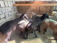 Qoç, Rhon sheep — foto 1