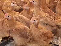 Chickens — Foto 3