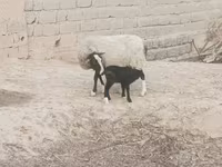 Sheep, Romanov sheep — photo 1