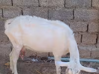 बकरी, Saanen goat — फ़ोटो 6
