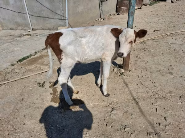 İnək, Simmental cattle