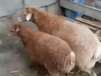 Sheep, Sheep — photo 3