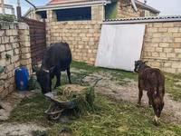 Kuh, Simmental cattle — Foto 7