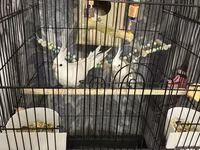 Məhsul: Nimfa (Cockatiel) cütü və aksesuarlarla geniş qəfəs dəsti — фото 1