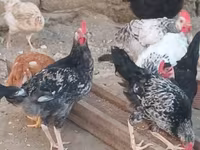 Chickens — 照片 1