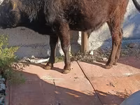 Byk, Simmental cattle — zdjęcie 3
