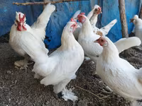 Chickens — Foto 8