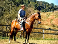 Caballo, Tennessee Walking Horse — foto 2