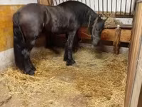 Cavalo, Friesian — foto 4