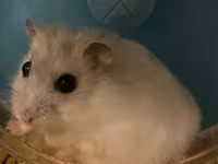 Cırtdan hamster və tam dəst qəfəs Məhsul təsviri: - Növ: cırtdan — الصورة 2