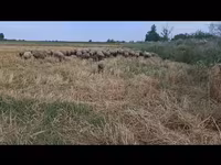Sheep, Sheep — photo 1