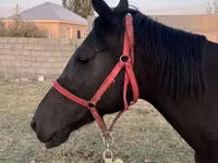 母马, Horses — 照片 5