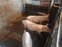 Säue, Schweine — Foto 2