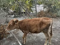 गाय, मवेशी — फ़ोटो 1