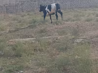 Cow, Russian Black pied cattle — photo 2